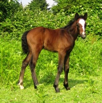 Kilkenny 2009